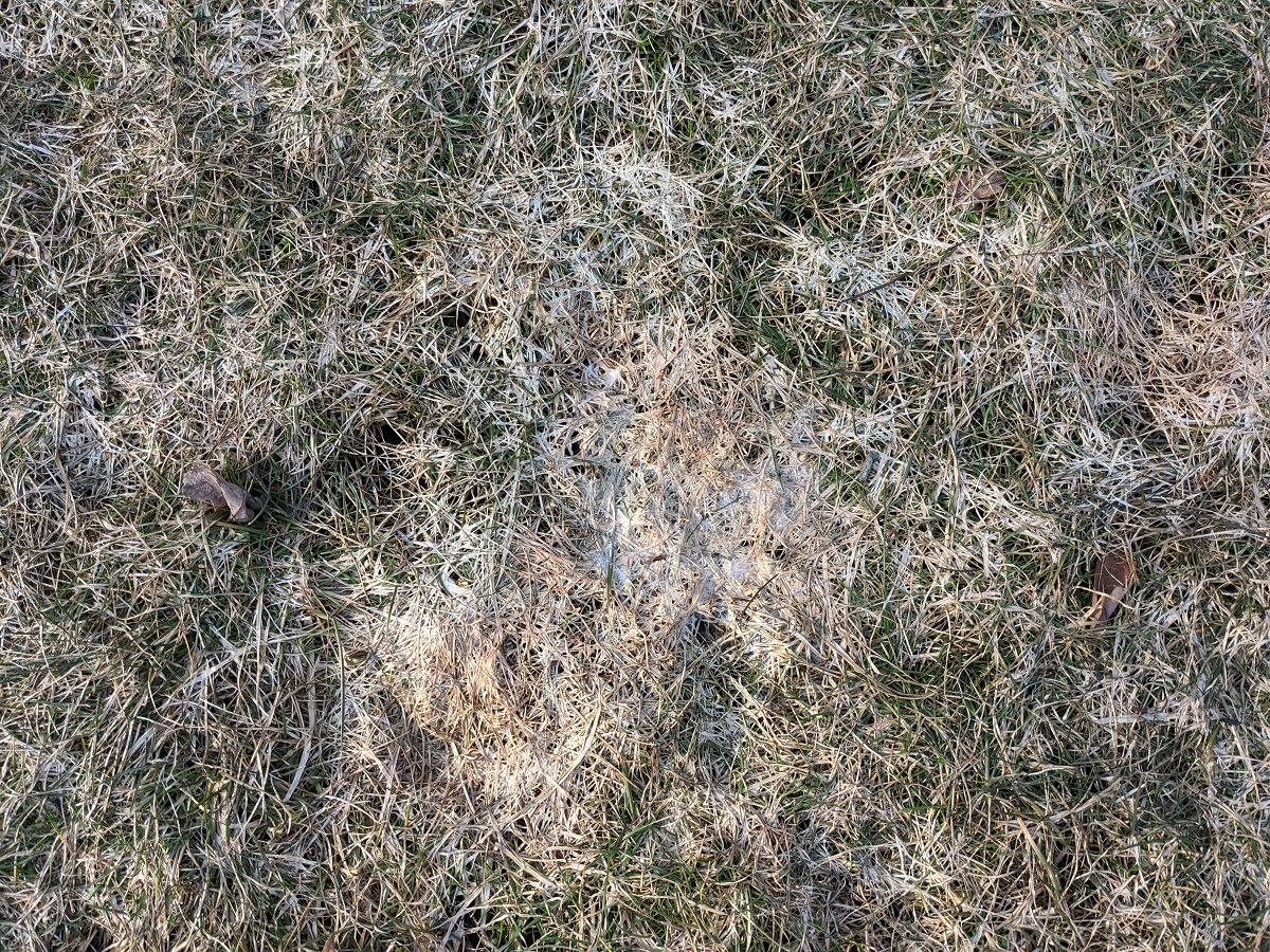 Grass mold deals